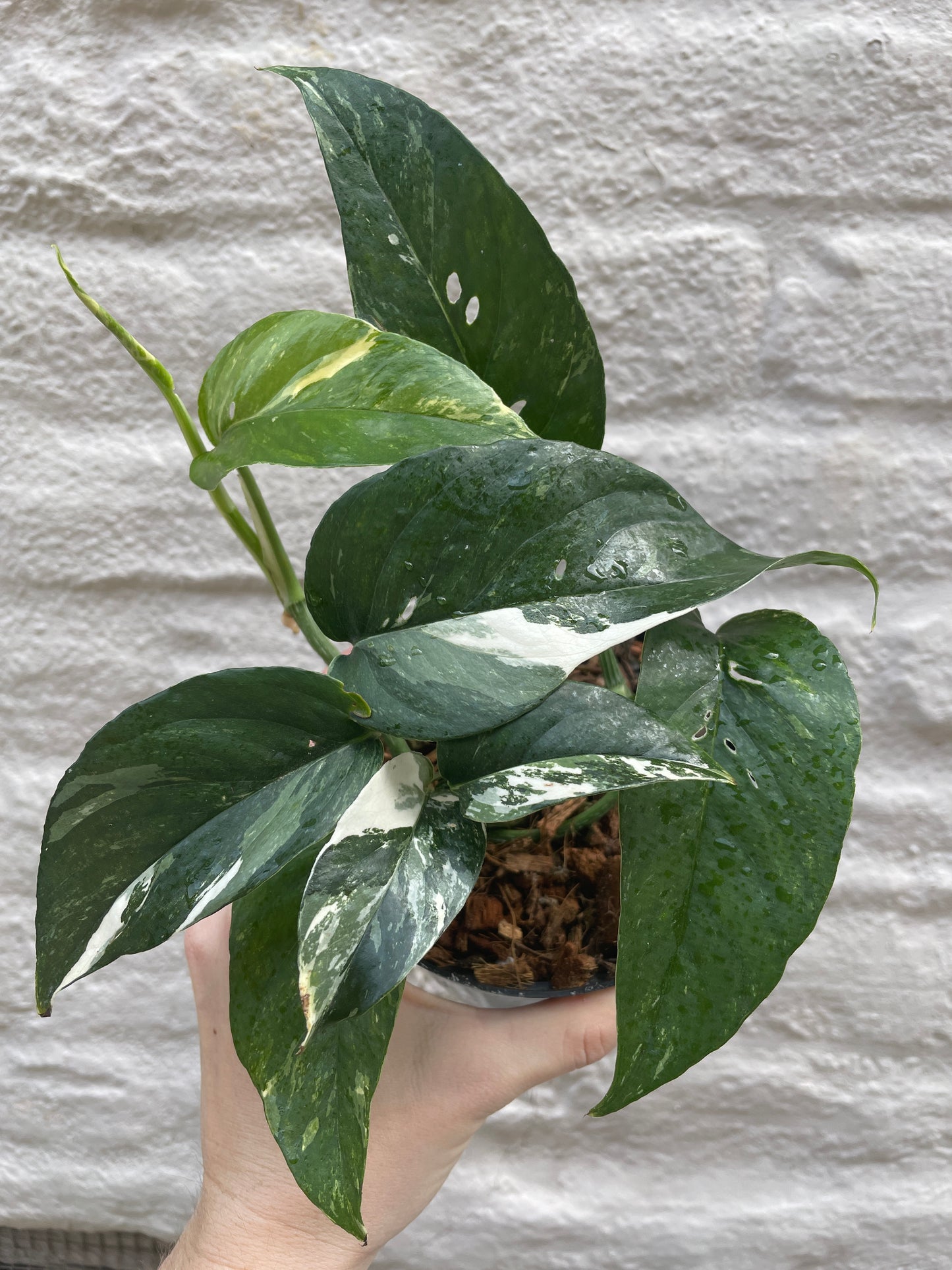 Epipremnum pinnatum 'Albo-Variegatum' 4"