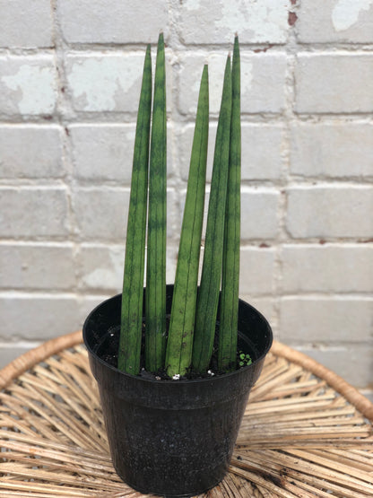 Sansevieria Cylindrica 6"
