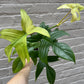 Philodendron 'Florida Ghost' 4"