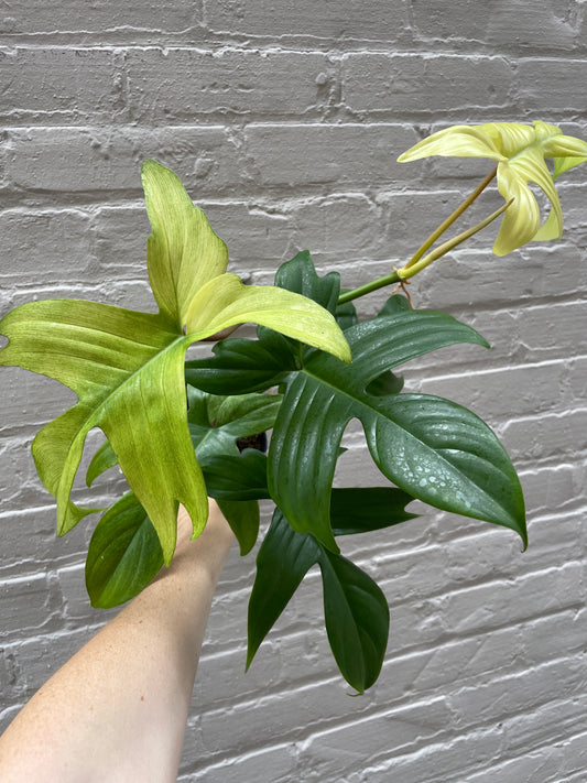 Philodendron 'Florida Ghost' 4"