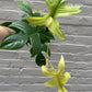 Philodendron 'Florida Ghost' 4"