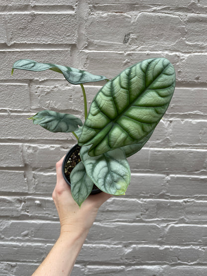 Alocasia 'Silver Dragon'