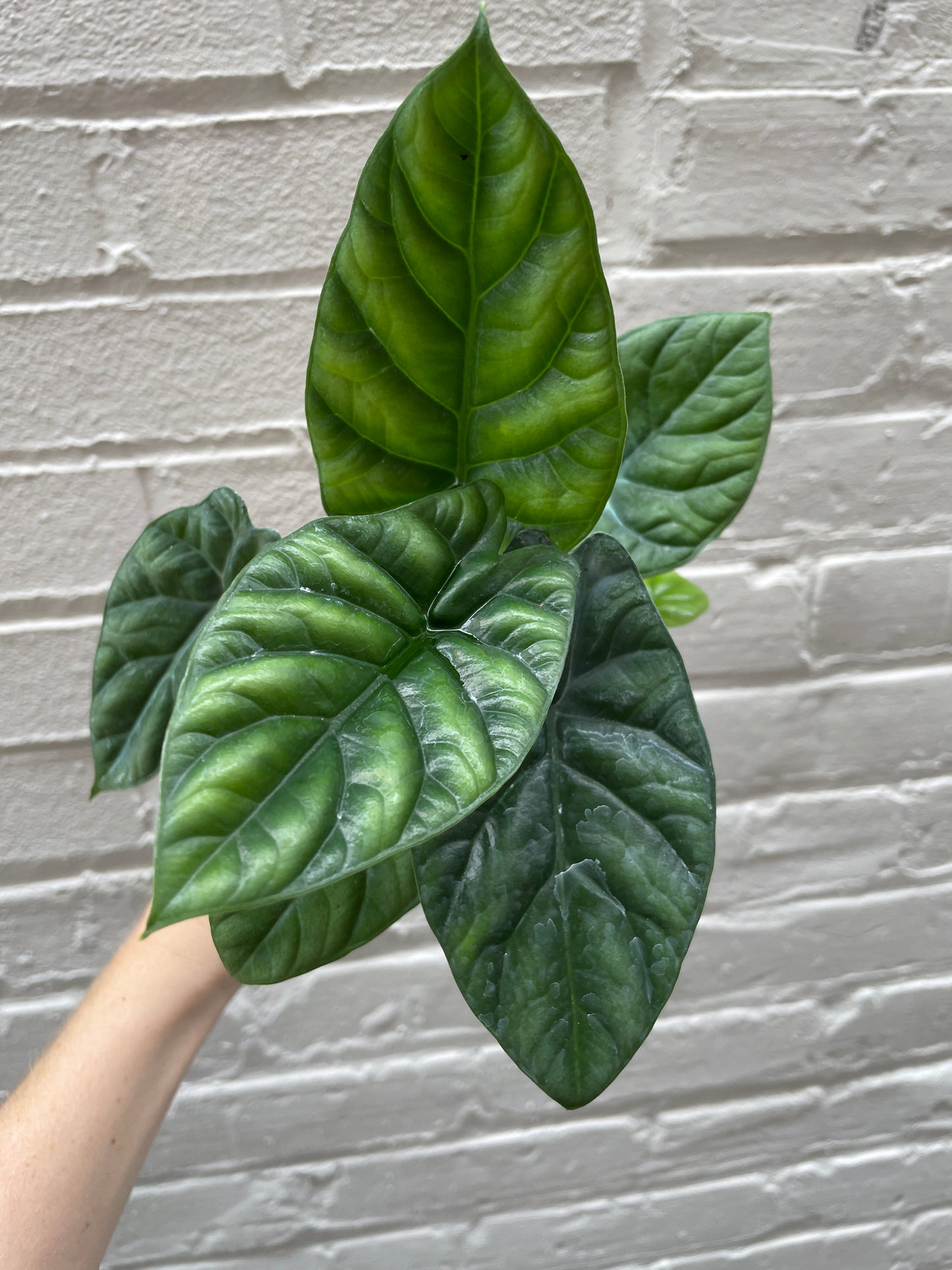 Alocasia sinuata 4-6"