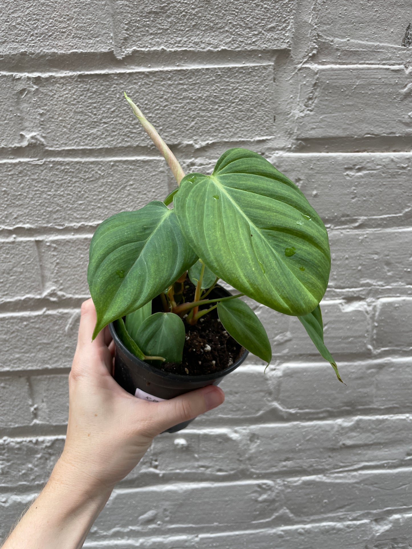 Philodendron Fuzzy petiole (Philodendron Nangaritense) 4-6"