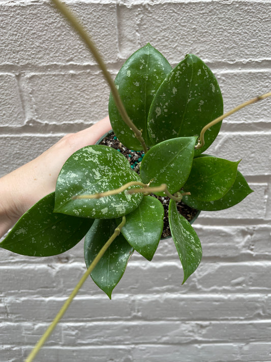 Hoya parasitica 'Splash' 4"