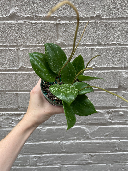 Hoya parasitica 'Splash' 4"