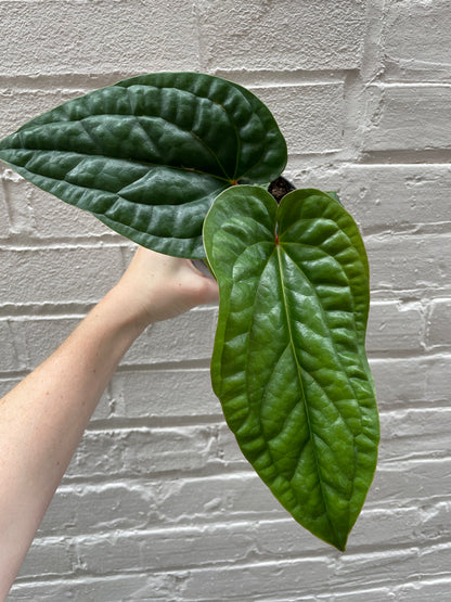 Anthurium Radicans x Luxurians 4"