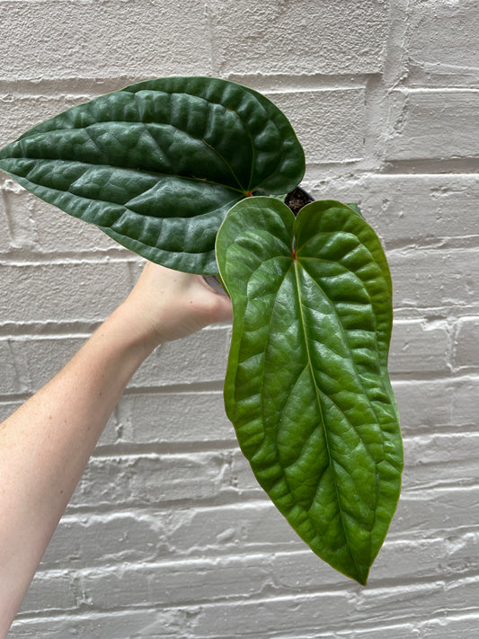 Anthurium Radicans x Luxurians 4"