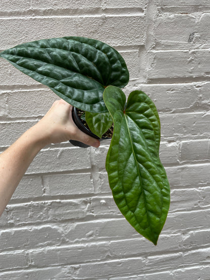 Anthurium Radicans x Luxurians 4"