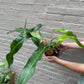 Philodendron Mexicanum 6"