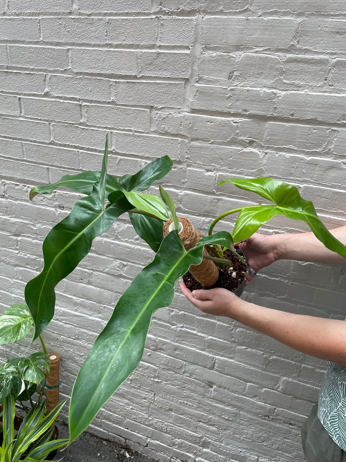 Philodendron Mexicanum 6"