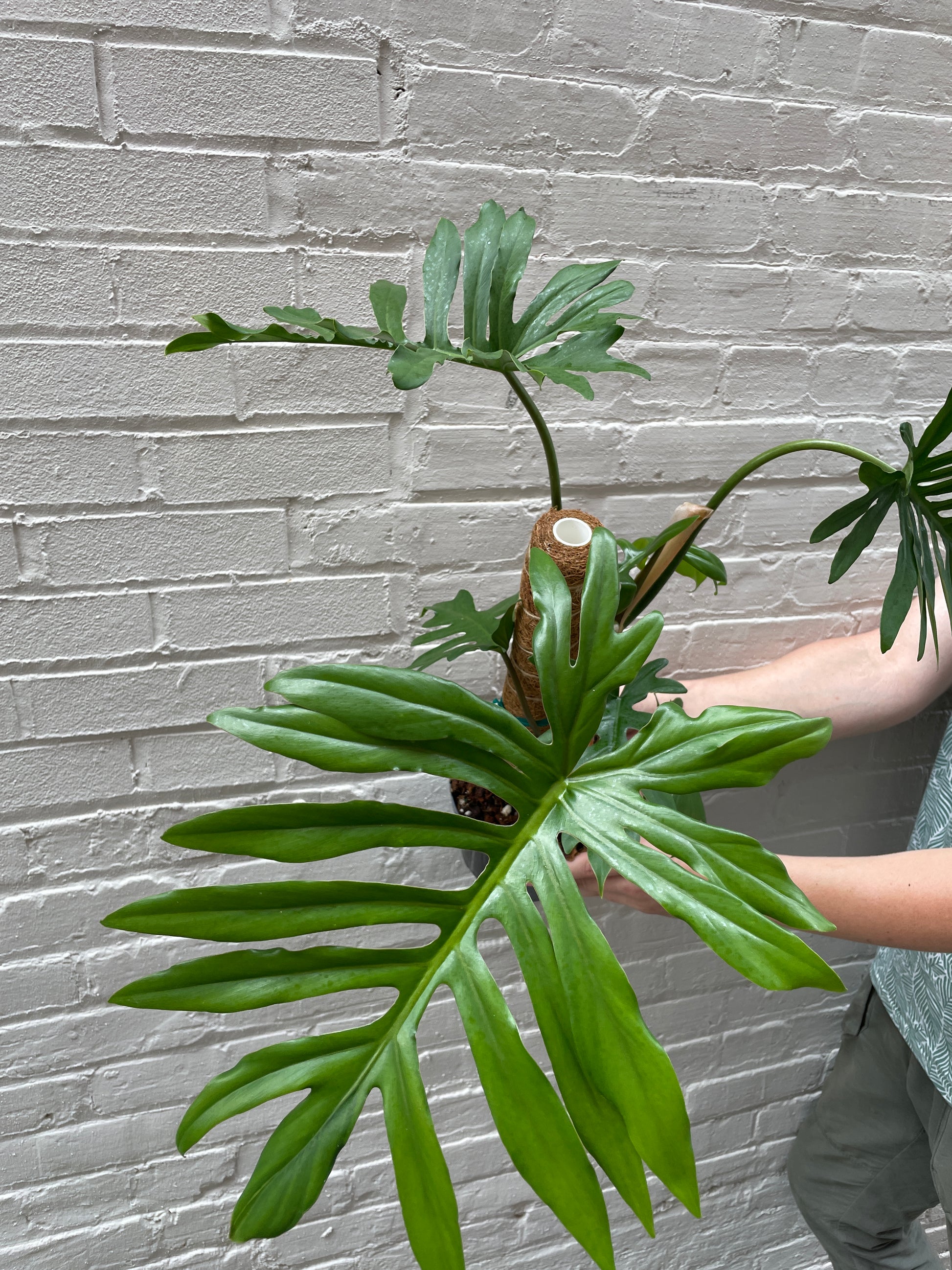 philodendron mayoi tahiti Philodendron mayoi 6" – Botanica