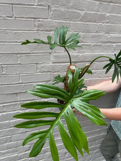 Philodendron mayoi 6"
