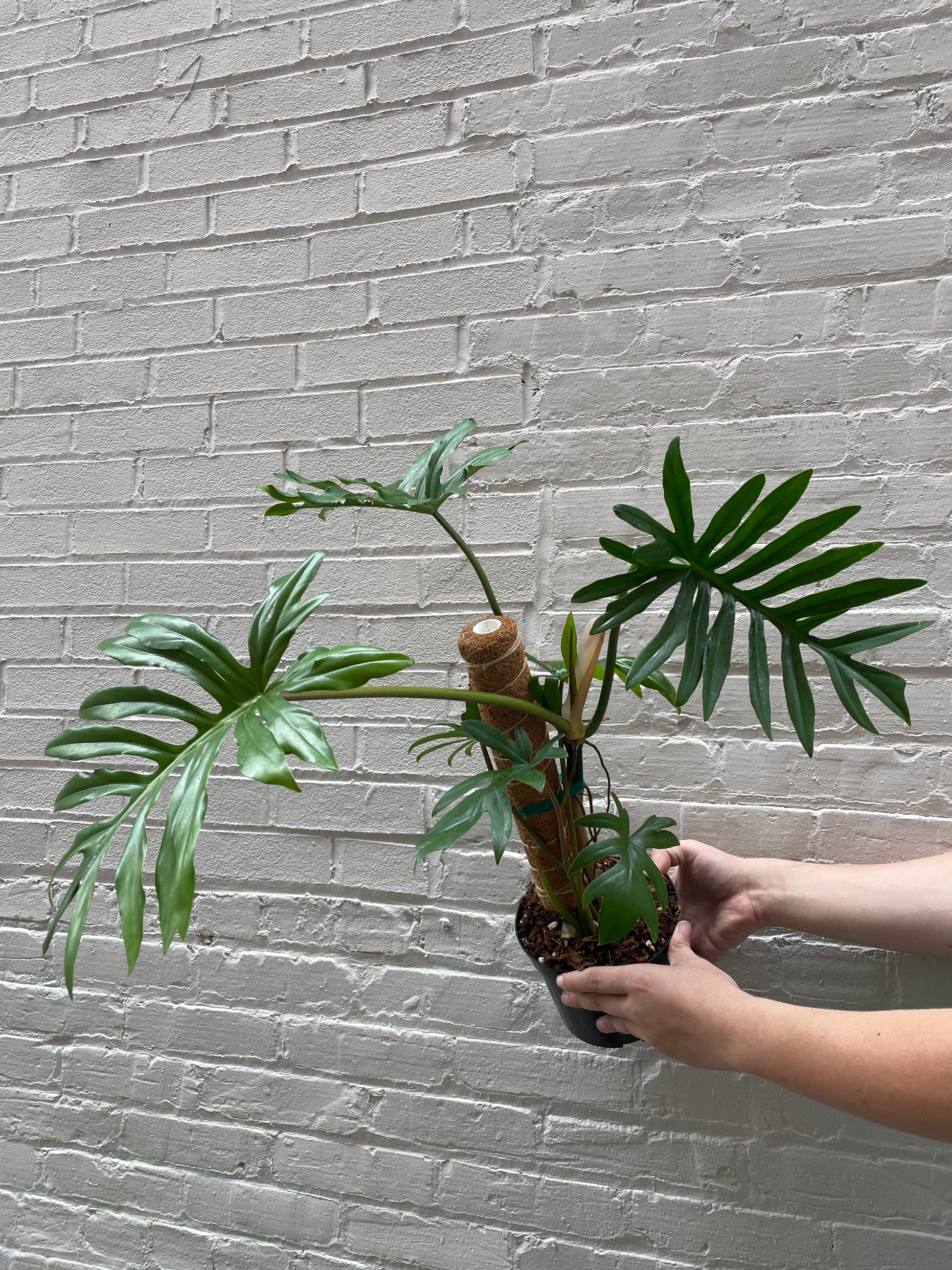is philodendron mayoi rare Philodendron mayoi 6" – Botanica