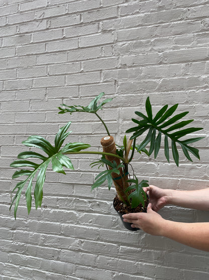 Philodendron mayoi 6"