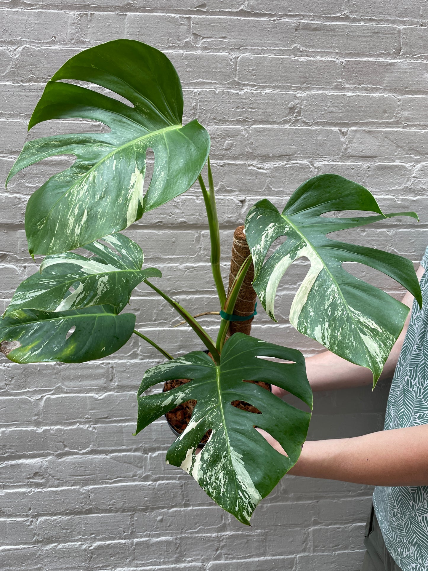 Monstera Albo variegata 5-8"