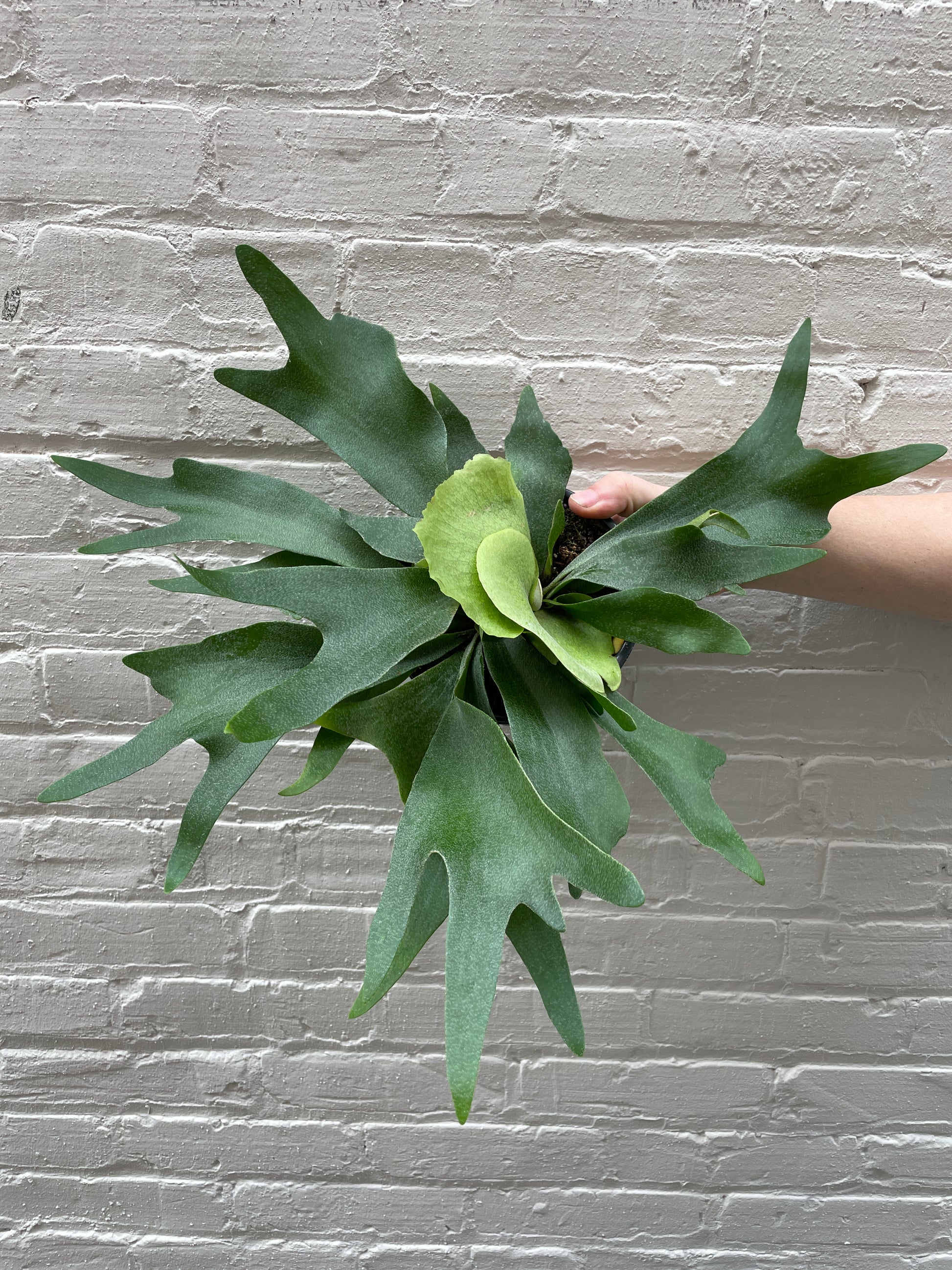 staghorn hanging plant Staghorn Fern 4-6” – Botanica