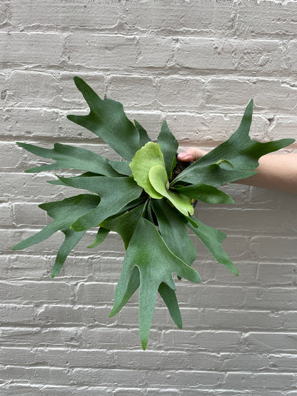 Staghorn Fern 4-6”