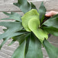 Staghorn Fern 4-6”