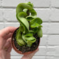 Hoya carnosa ‘Compacta’ 2-6"