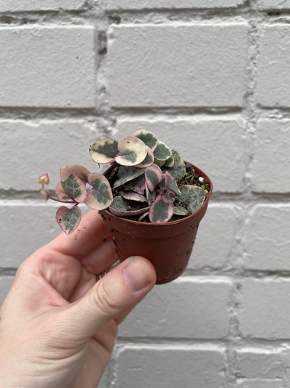 Variegated String of Hearts 2"