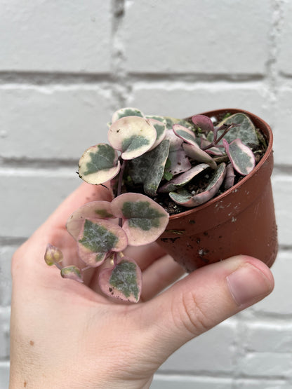 Variegated String of Hearts 2"