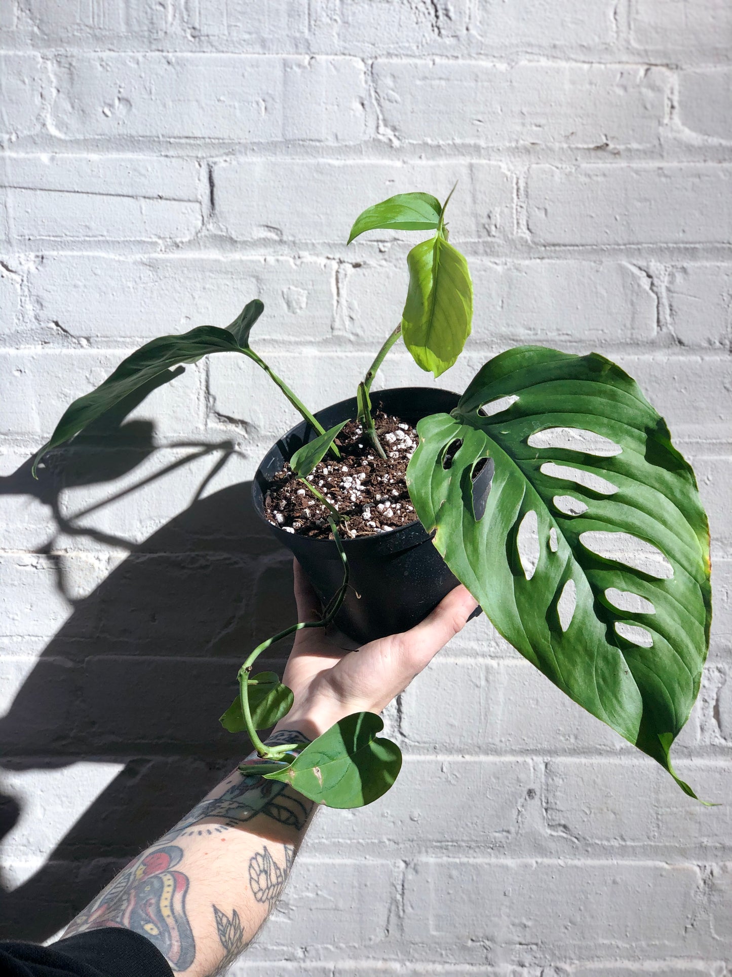 Monstera lechleriana aff. 6"-8"