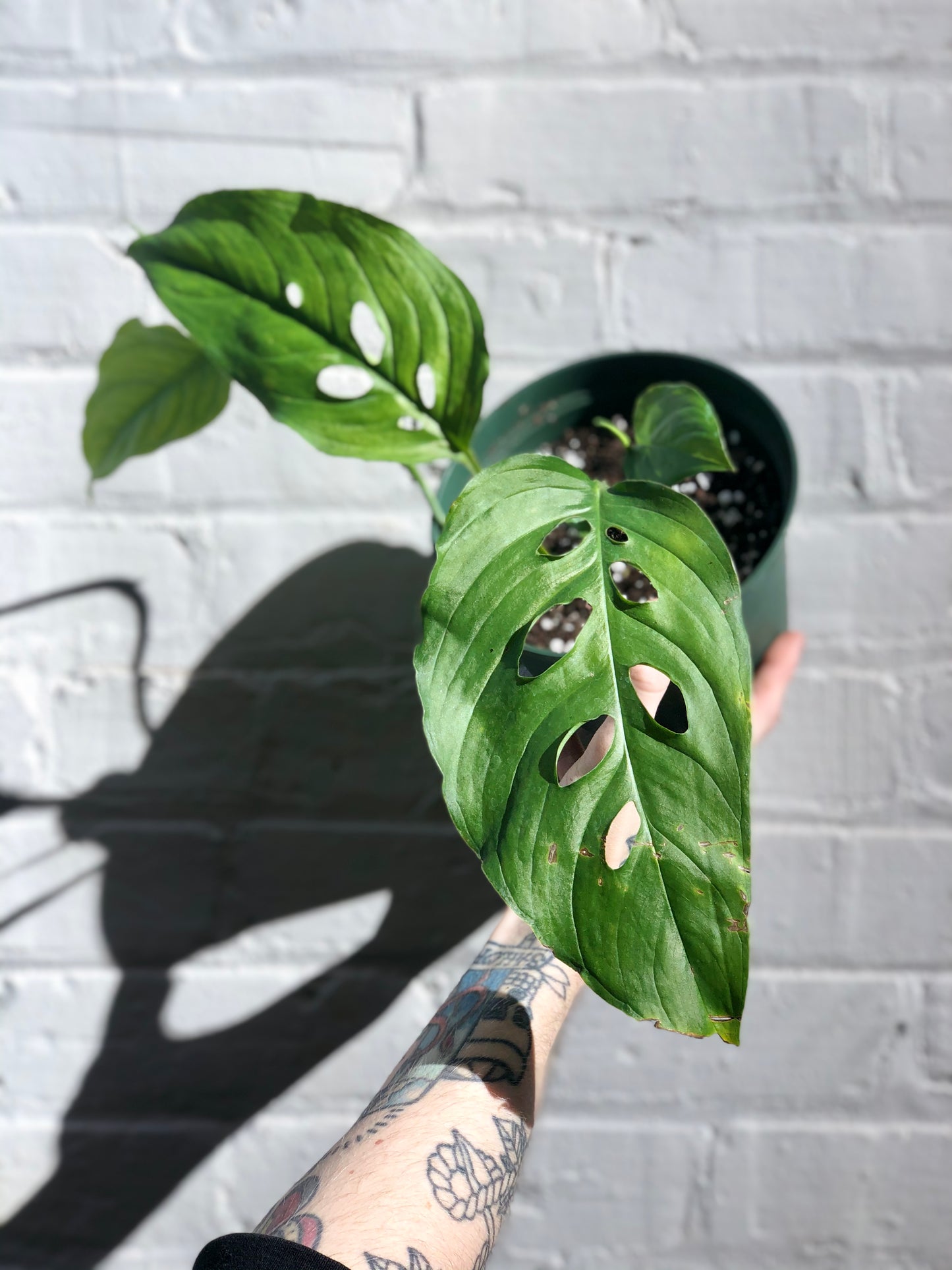 Monstera lechleriana aff. 6"-8"