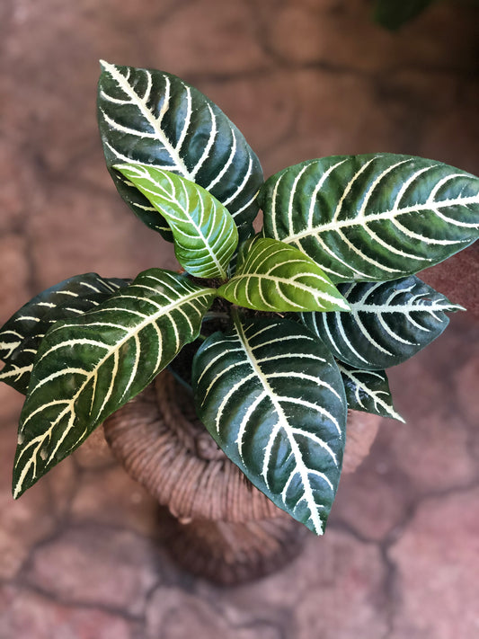 Zebra Plant 4-6"