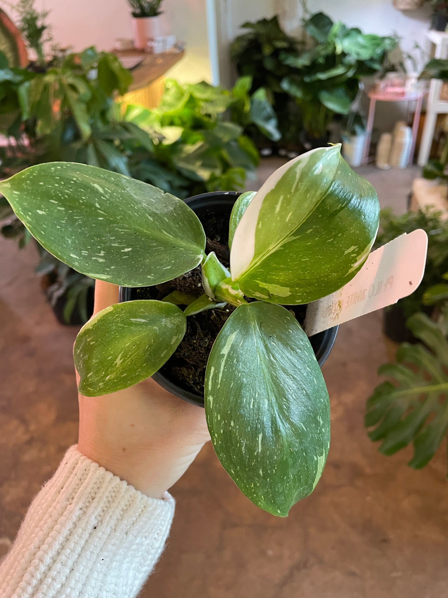 Philodendron White Wizard 4"