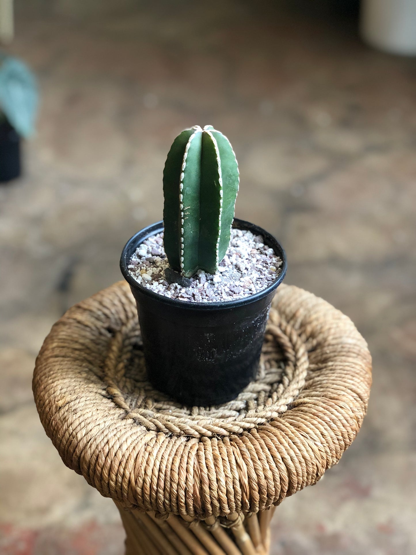 Pachycereus marginatus (Mexican fencepost cactus) 4" & 6"