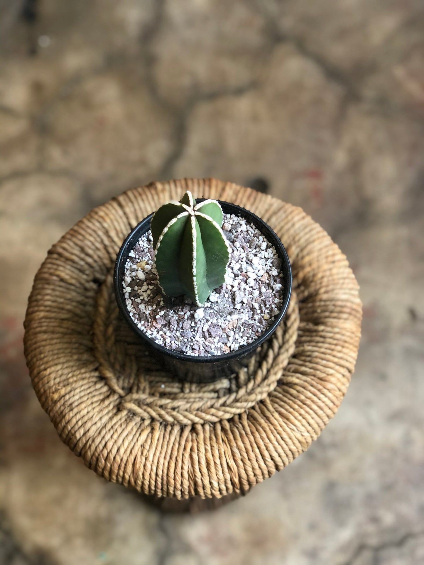 Pachycereus marginatus (Mexican fencepost cactus) 4" & 6"