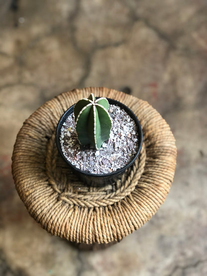 Pachycereus marginatus 4" & 6"