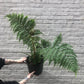 Australian Tree Fern 6-10"