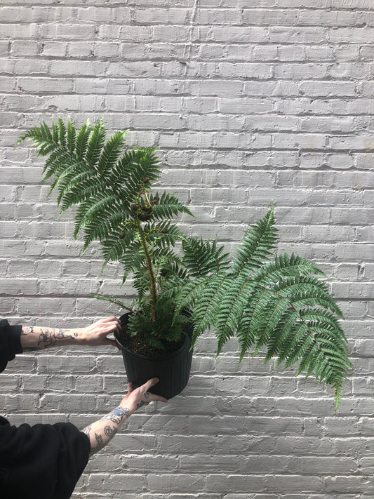 Australian Tree Fern 6-10"