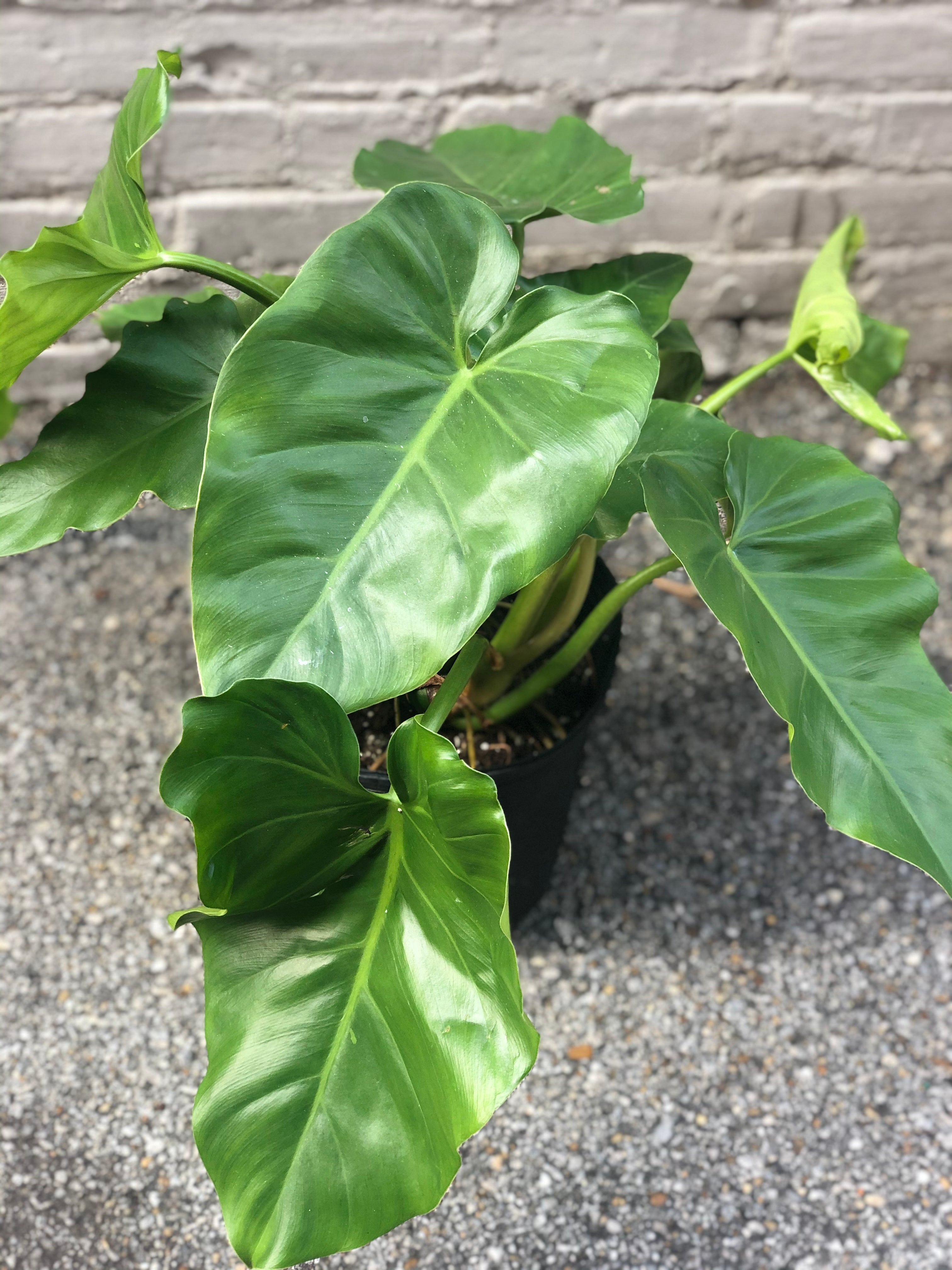 Philodendron giganteum 6-10” – Botanica