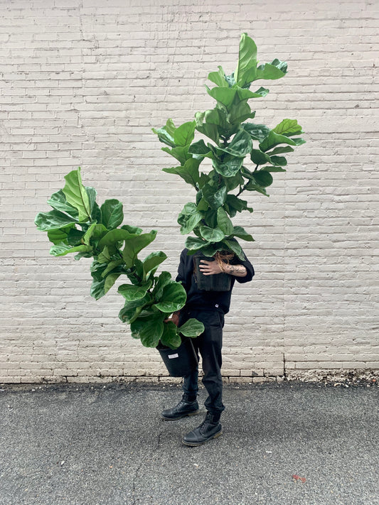 Ficus lyrata (fiddle leaf fig) Column 10"-12"