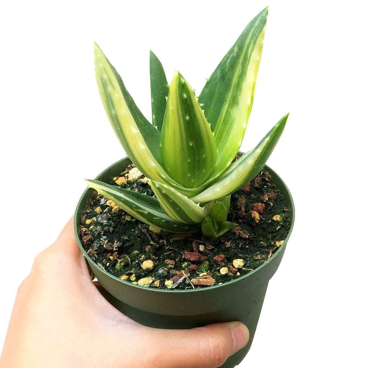 Variegated Aloe Sp 4"