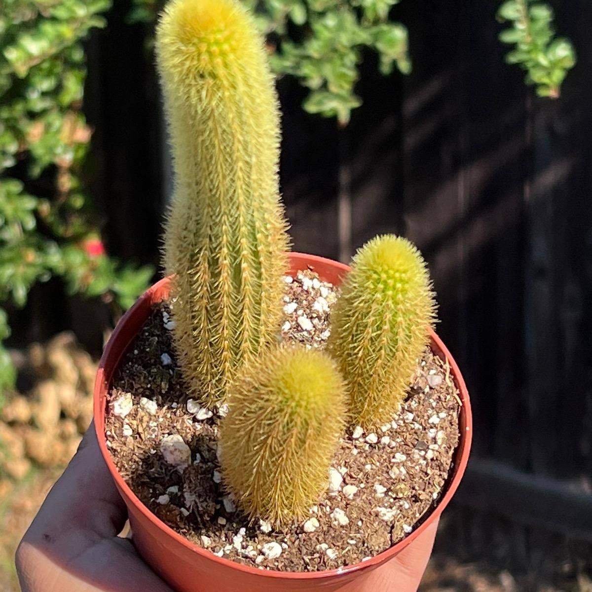 Cleistocactus winteri