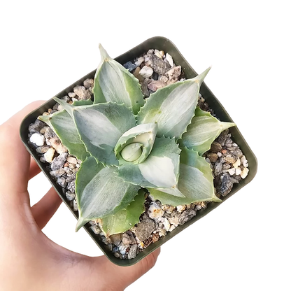 Agave isthmensis 'Ohi Raijin Shiro Nakafu'