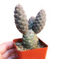 Pine Cone Cactus Tephrocactus