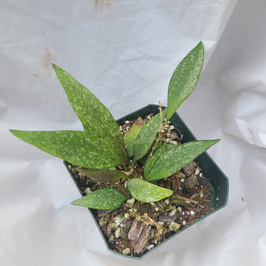 Hoya parviflora 'Splash'