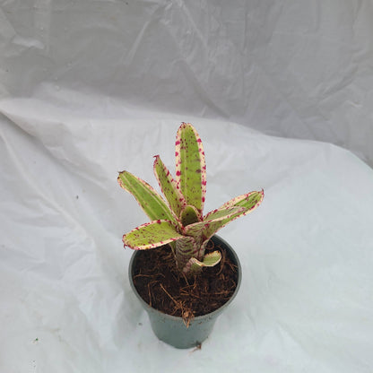 Neoregelia 'Gizmo'