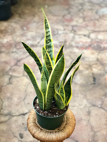 Sansevieria trifasciata 'Laurentii' 4”- 6"