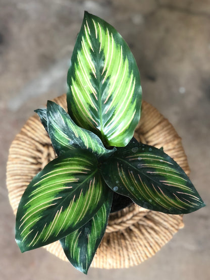 Calathea Beauty Star 4" & 6"