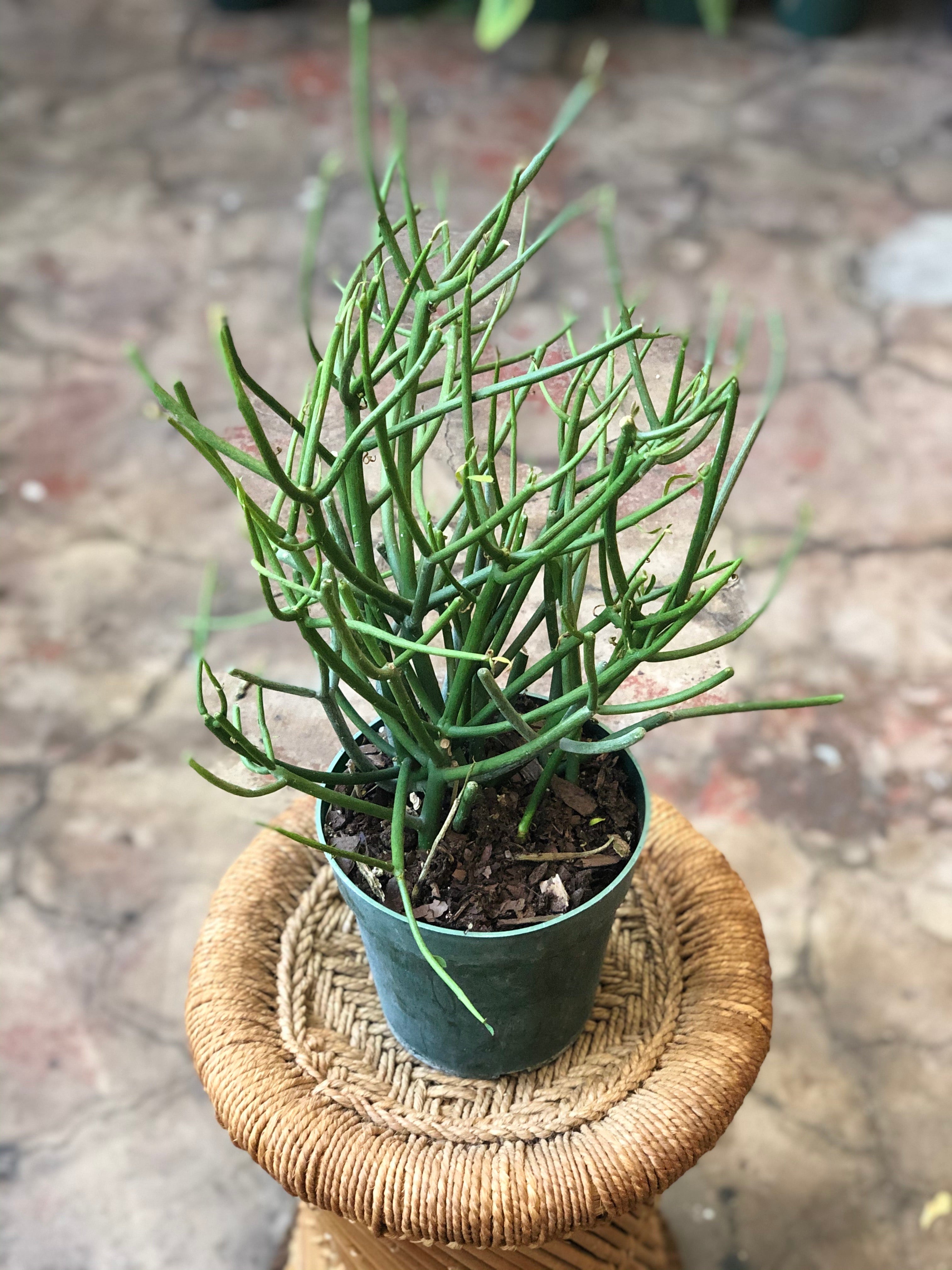 pencil cactus poisonous to humans Euphorbia tirucalli (Pencil Cactus) 4.5-6" – Botanica