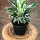 Calathea White Fusion 4"