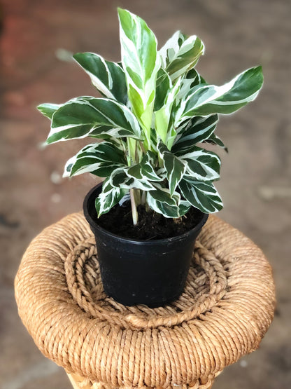 Calathea White Fusion 4"