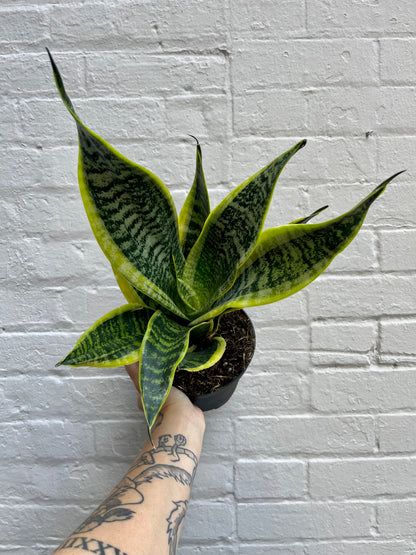 Sansevieria 'Superba' 6"