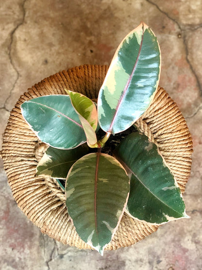 Ficus Elastica Ruby 6"